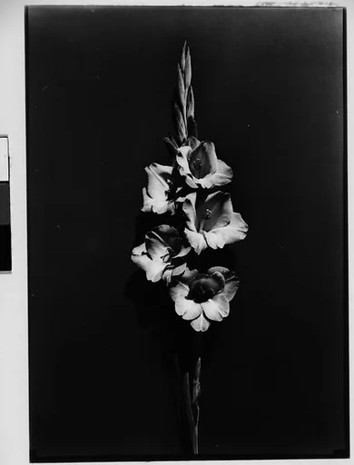 [Gladiola in Front of Backdrop, Darien, Connecticut]
