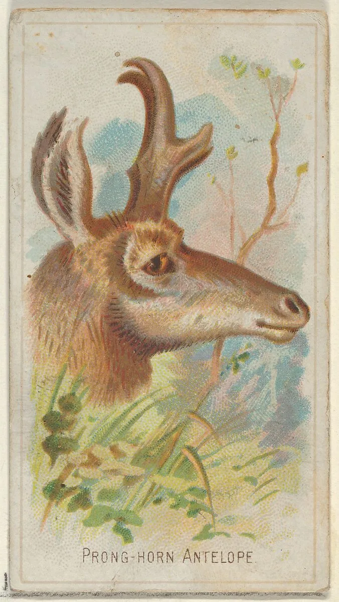 Prong-Horn Antelope, from the Wild Animals of the World series (N25) for Allen & Ginter Cigarettes — Allen & Ginter|George S. Harris & Sons