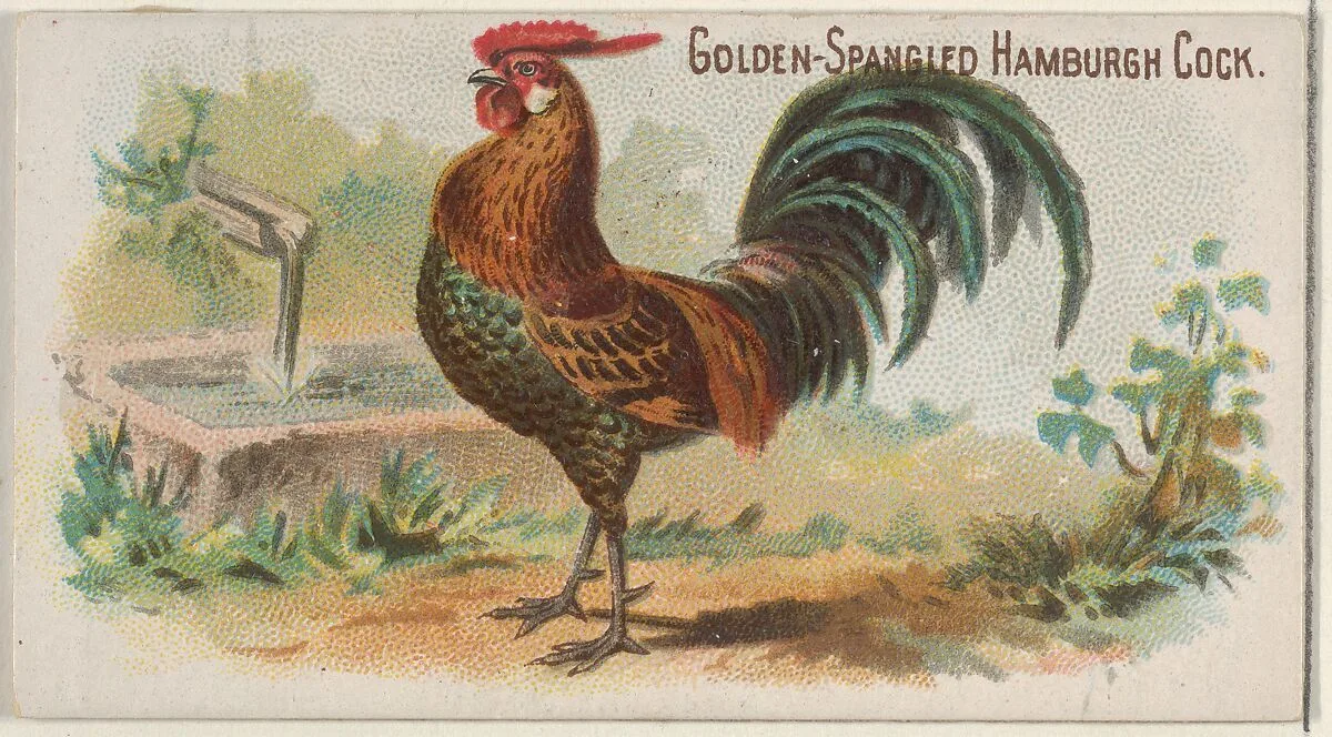 Golden-Spangled Hamburgh Cock, from the Prize and Game Chickens series (N20) for Allen & Ginter Cigarettes — Allen & Ginter|The Gast Lithograph & Engraving Company