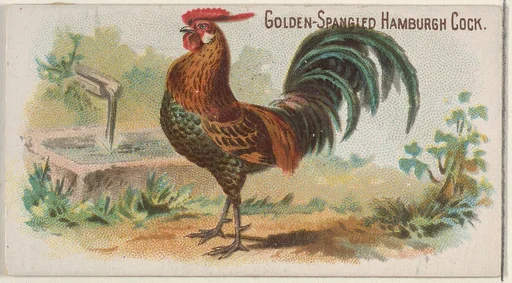 Golden-Spangled Hamburgh Cock, from the Prize and Game Chickens series (N20) for Allen & Ginter Cigarettes