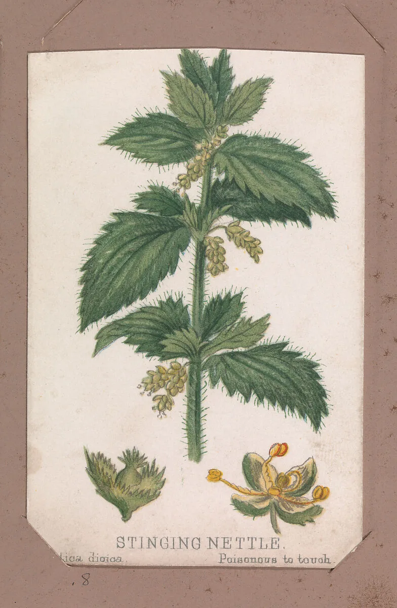 Stinging Nettle from the Plants series — Louis Prang & Co.