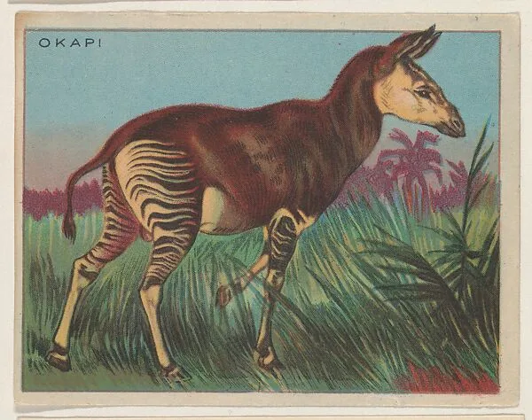 Okapi, collector card from the Animals series (D9), issued by the Weber Baking Company to promote Onist Milk and Pullman Bread — Weber Baking Company