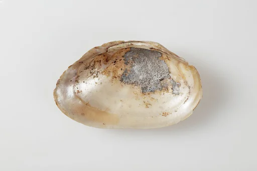 Clam shell possibly used for ink