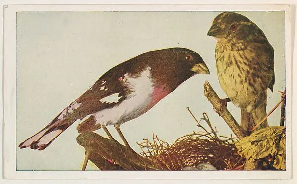Rose-Breasted Grosbeak, collector card from the Bird Pictures series (D18), issued by the Remar Baking Company — Remar Baking Company