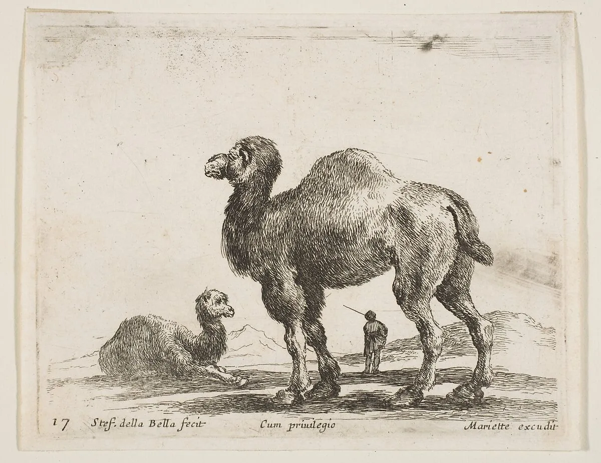 Camels, plate 17 from "Various Animals" (Diversi Animali) — Stefano della Bella|Pierre Mariette