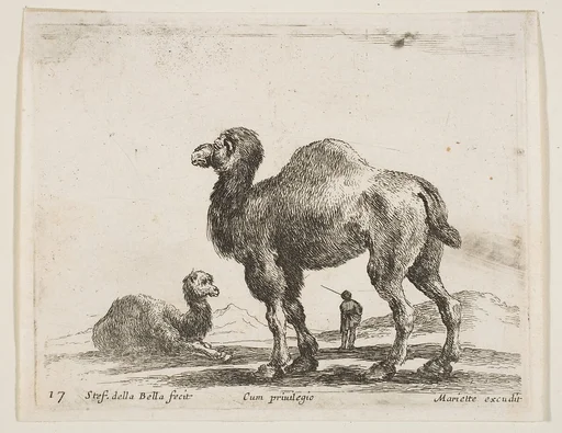 Camels, plate 17 from "Various Animals" (Diversi Animali)