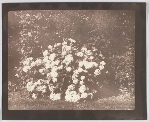 A Bush of Hydrangea in Flower