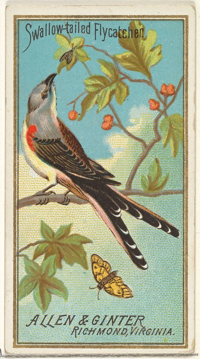 Swallow-tailed Flycatcher, from the Birds of America series (N4) for Allen & Ginter Cigarettes Brands — Allen & Ginter