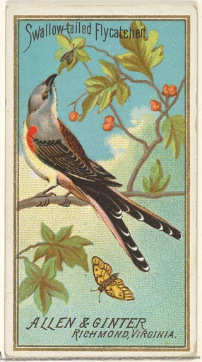 Swallow-tailed Flycatcher, from the Birds of America series (N4) for Allen & Ginter Cigarettes Brands