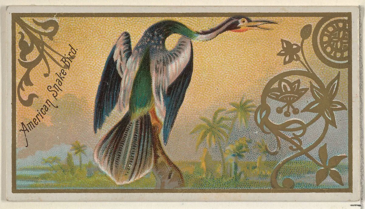 American Snake Bird, from the Game Birds series (N13) for Allen & Ginter Cigarettes Brands — Allen & Ginter|George S. Harris & Sons