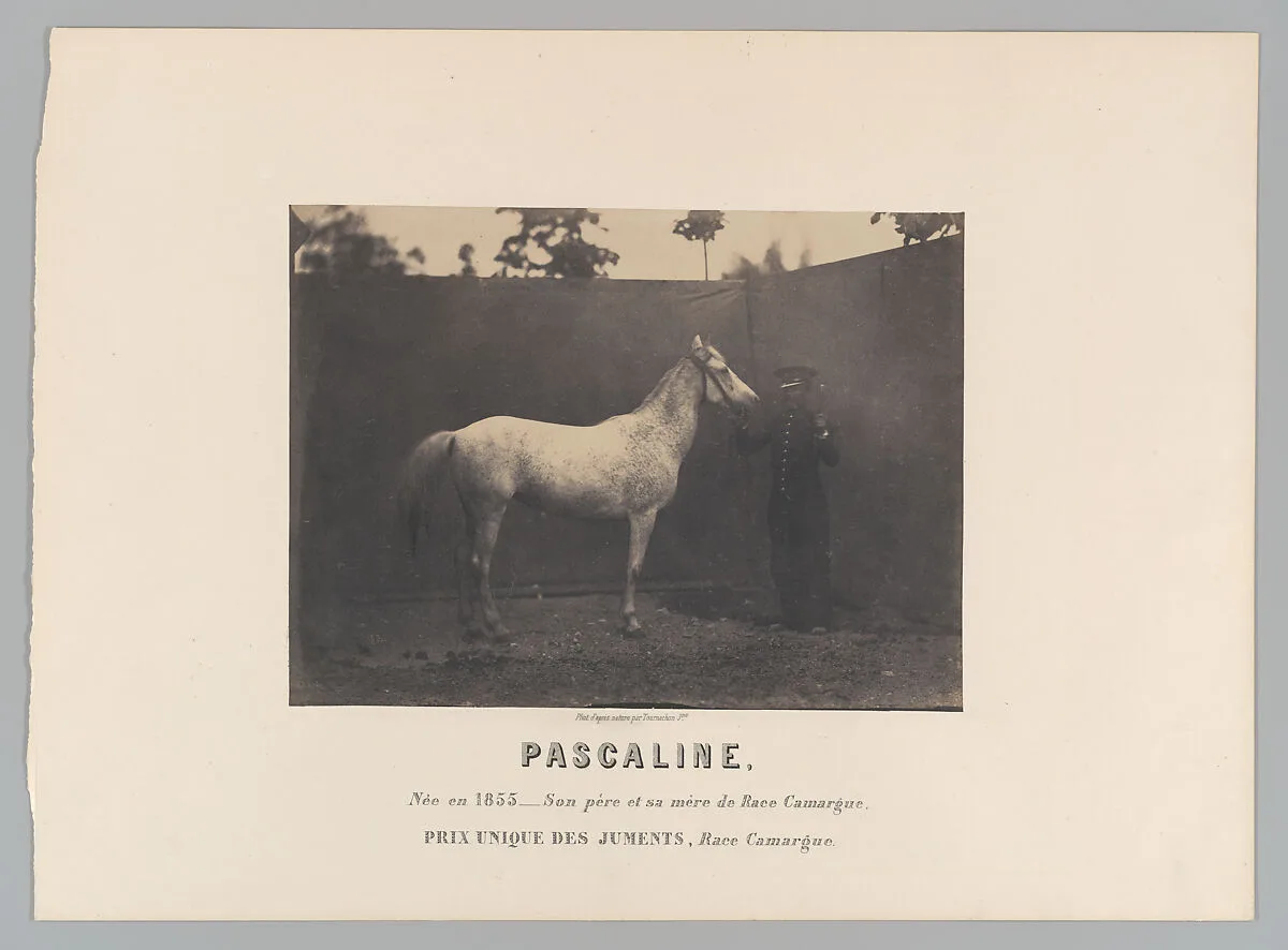 Pascaline — Adrien Tournachon