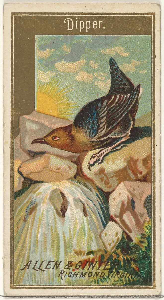 Dipper, from the Birds of America series (N4) for Allen & Ginter Cigarettes Brands — Allen & Ginter