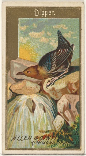 Dipper, from the Birds of America series (N4) for Allen & Ginter Cigarettes Brands