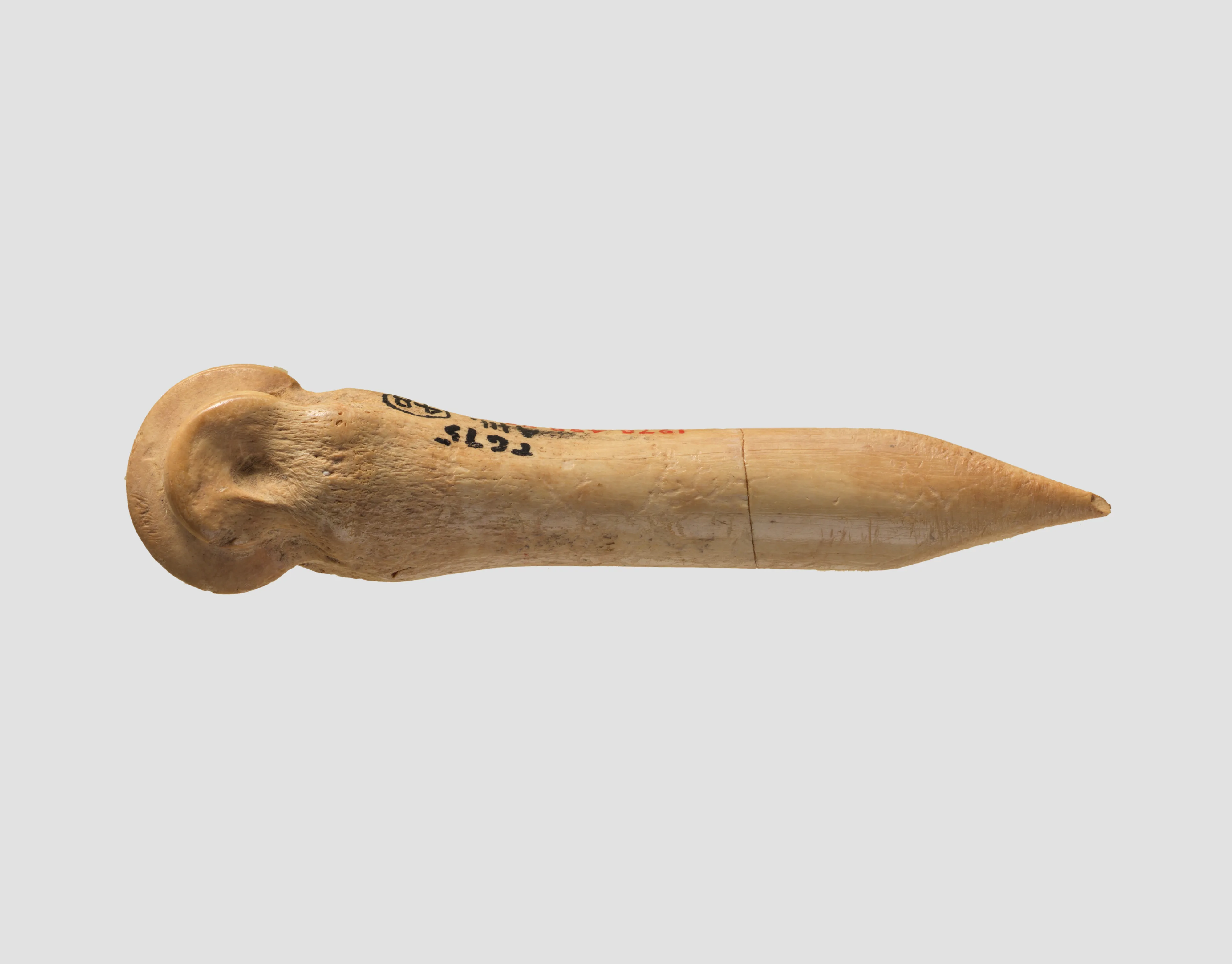 Awl (?) — Unknown