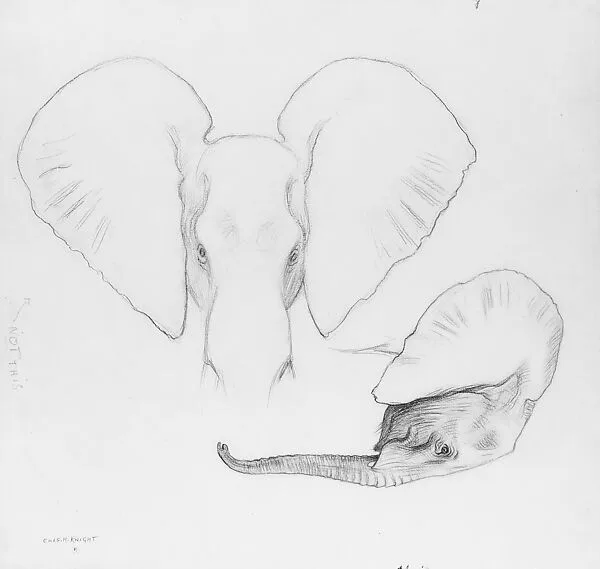 Head of African Elephants, Frontal and Profile View — Charles R. Knight