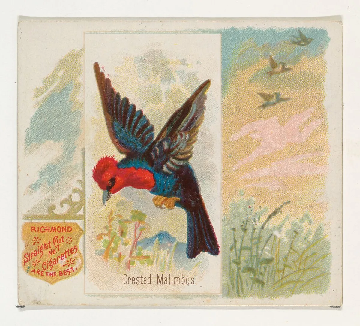 Crested Malimbus, from the Song Birds of the World series (N42) for Allen & Ginter Cigarettes — Allen & Ginter|George S. Harris & Sons
