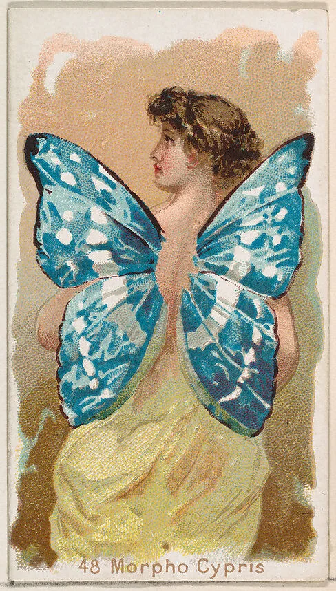 Card 48, Morpho Cypris, from the Butterflies series (N183) issued by Wm. S. Kimball & Co. — William S. Kimball & Company|Julius Bien