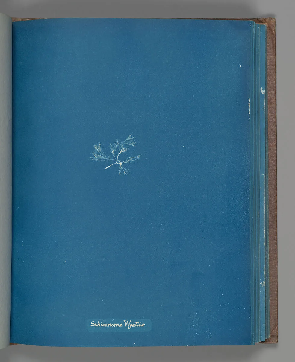 Schizonema Wyattiæ — Anna Atkins