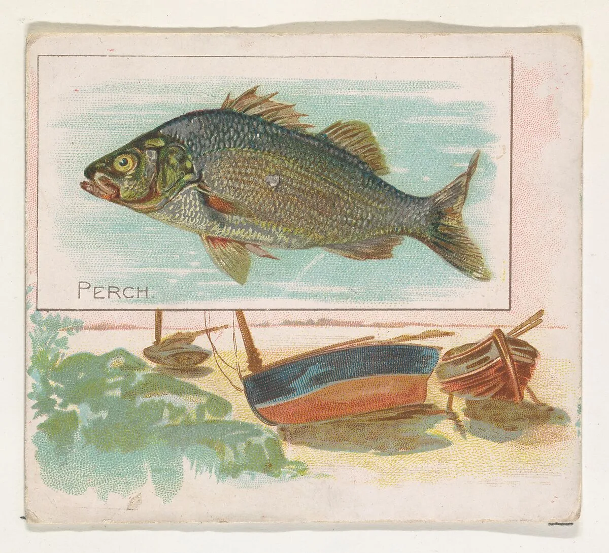 Perch, from Fish from American Waters series (N39) for Allen & Ginter Cigarettes — Allen & Ginter|Lindner, Eddy & Claus