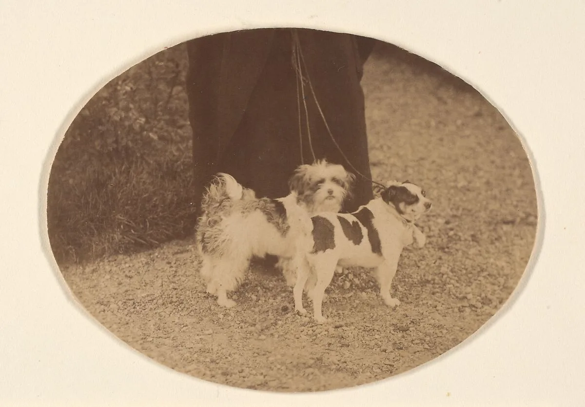 Les Chiens — Pierre-Louis Pierson