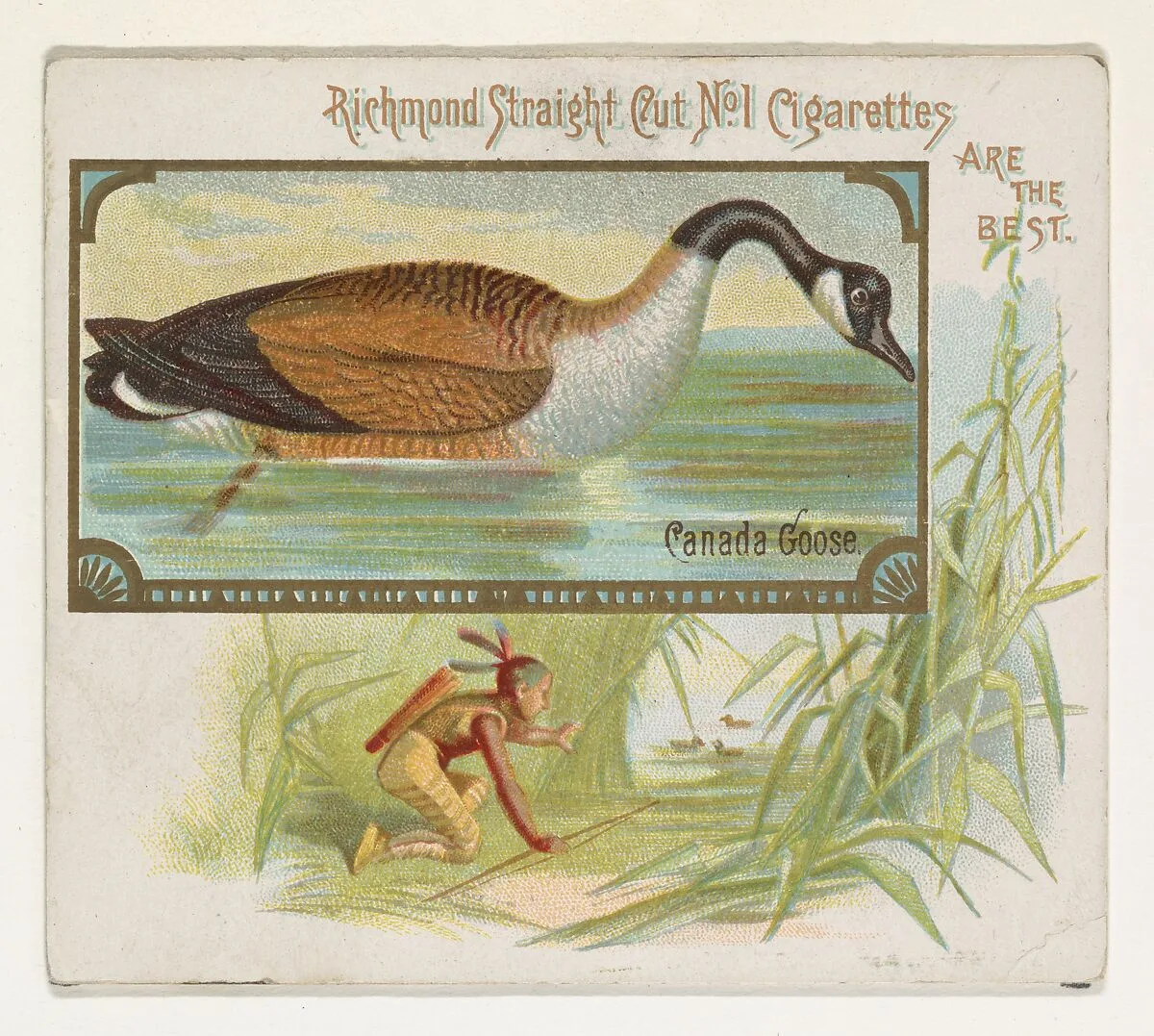 Canada Goose, from the Game Birds series (N40) for Allen & Ginter Cigarettes — Allen & Ginter