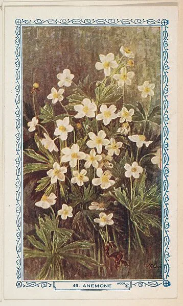 46. Anemone, bakery insert card from the Flower Pictures series (D36), issued by the Freihofer Baking Company — Freihofer Baking Company