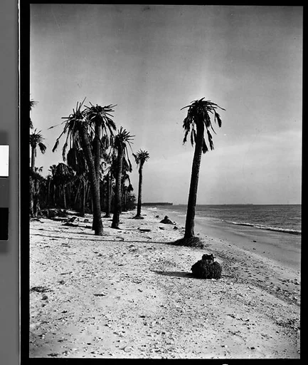 [Palm Trees, Florida]