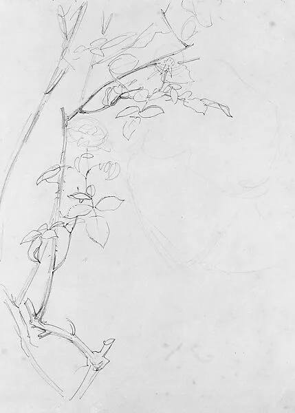 Rose Branch, Study for "Carnation, Lily, Lily, Rose" — John Singer Sargent