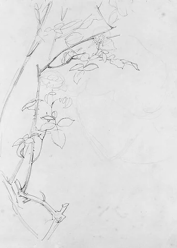 Rose Branch, Study for "Carnation, Lily, Lily, Rose"