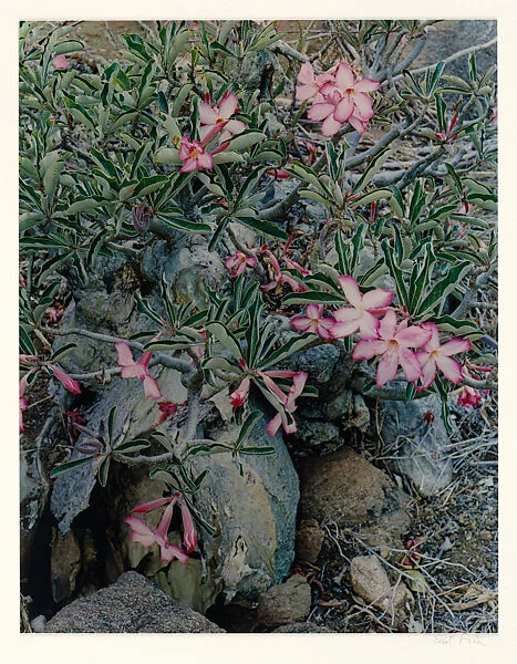 Desert Roses, Tsavo West, Kenya — Eliot Porter