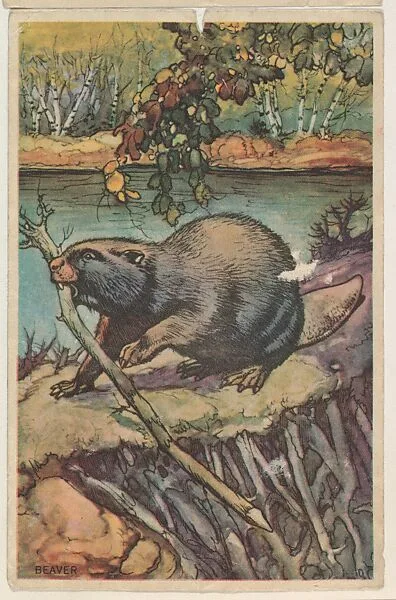 Beaver, collector card from the Animal's Pictures series (D12), issued by Roulstons Bread — Roulstons Bread