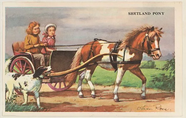 Shetland Pony, bakery card from the Horses series (D39-5), issued by the Gordon Bread Company — Gordon Bread Company