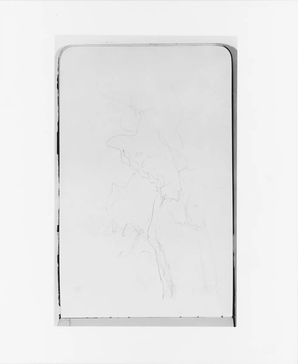 Tree (from Sketchbook) — Albert Bierstadt