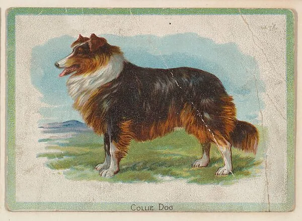 Collie Dog, collector card from the Birds and Animals series (D15), issued by the Schulze Baking Company — Schulze Baking Company