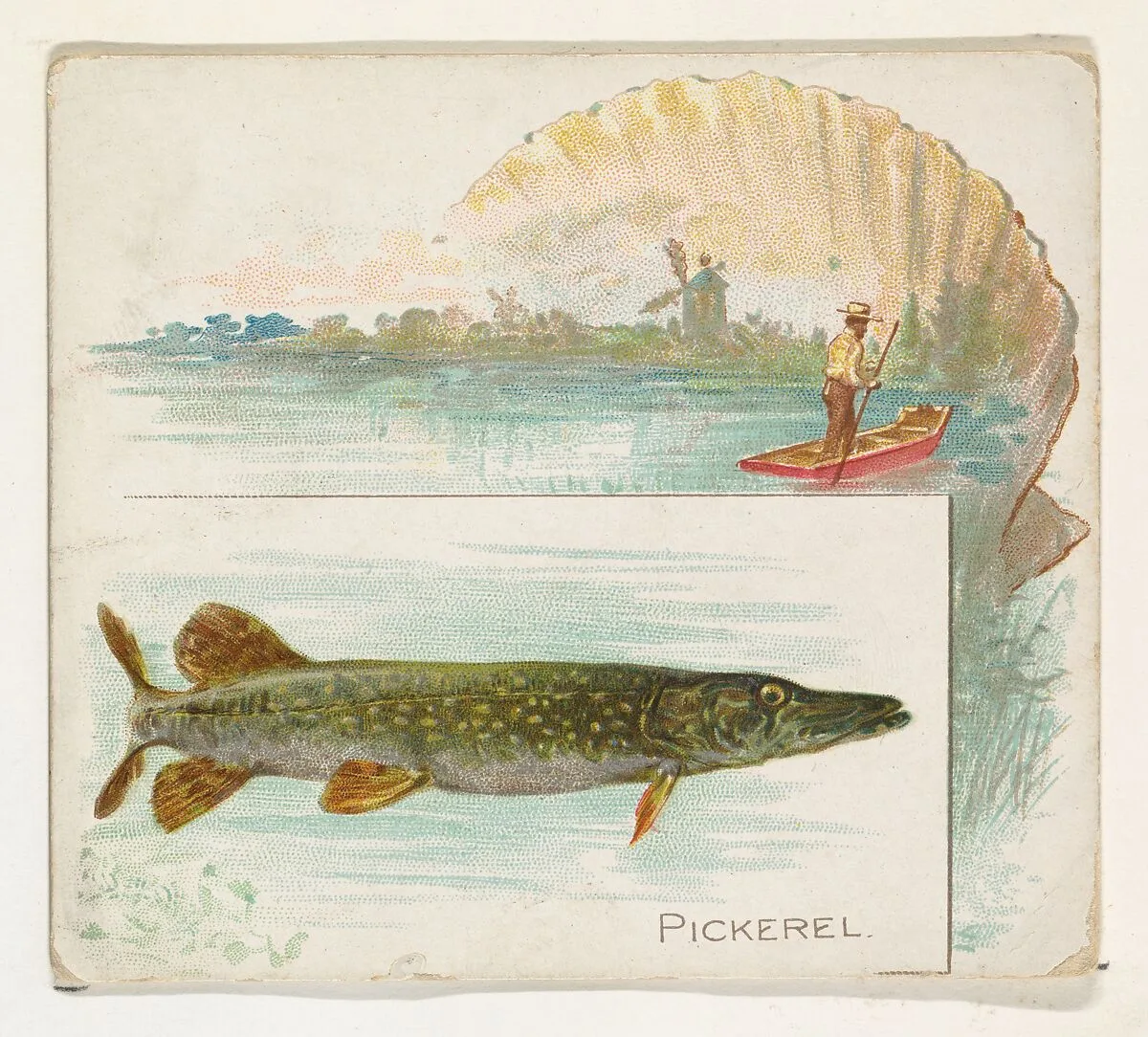 Pickerel, from Fish from American Waters series (N39) for Allen & Ginter Cigarettes — Allen & Ginter|Lindner, Eddy & Claus