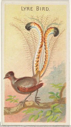 Lyre Bird, from the Birds of the Tropics series (N5) for Allen & Ginter Cigarettes Brands