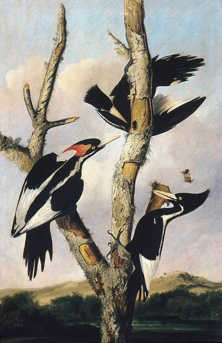 Ivory-billed Woodpeckers — Joseph Bartholomew Kidd|John James Audubon