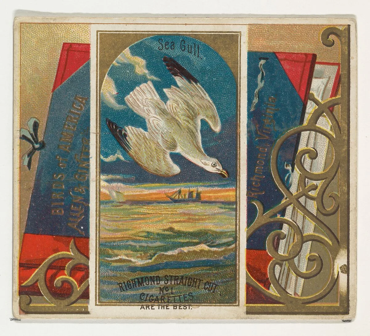 Seagull, from the Birds of America series (N37) for Allen & Ginter Cigarettes — Allen & Ginter