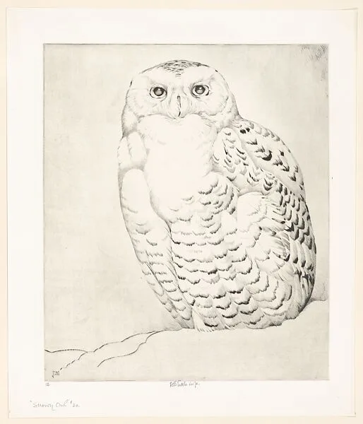 Snowy Owl — Henry Emerson Tuttle
