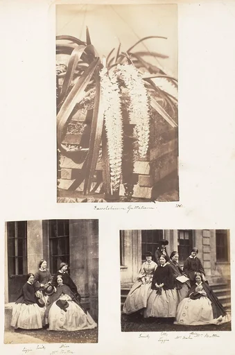 Saccolabium Guttatum; Lizzie, Emily, Alice, Mrs Stratton; Emily, Etty, Alice, Lizzie, Mrs Drake, Mrs Stratton