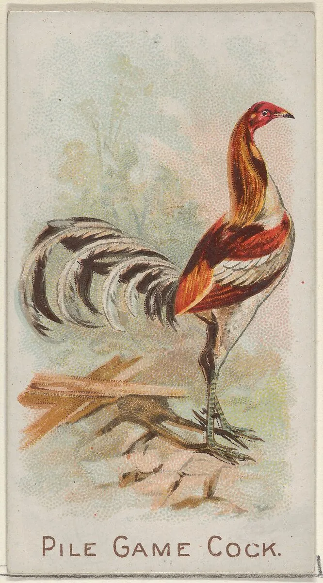 Pile Game Cock, from the Prize and Game Chickens series (N20) for Allen & Ginter Cigarettes — Allen & Ginter|The Gast Lithograph & Engraving Company