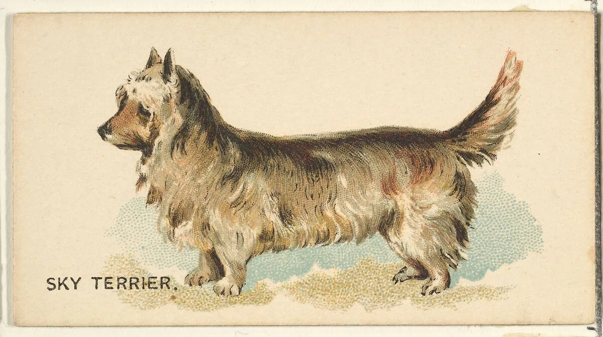Sky Terrier, from the Dogs of the World series for Old Judge Cigarettes — Goodwin & Company