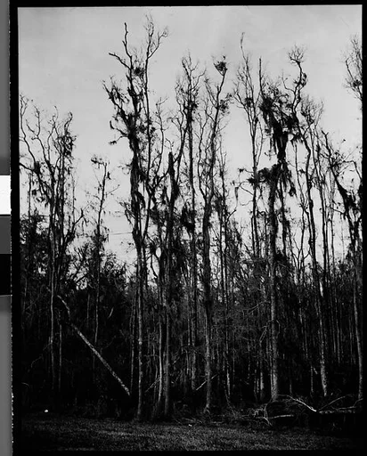 [Cypress Trees in Swamp, Florida]
