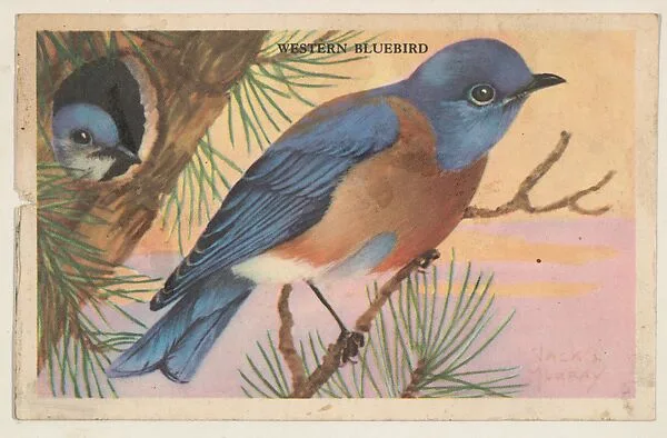 Western Bluebird, bakery card from the California Bird Pictures series (D39-2), issued by the Gordon Bread Company — Gordon Bread Company