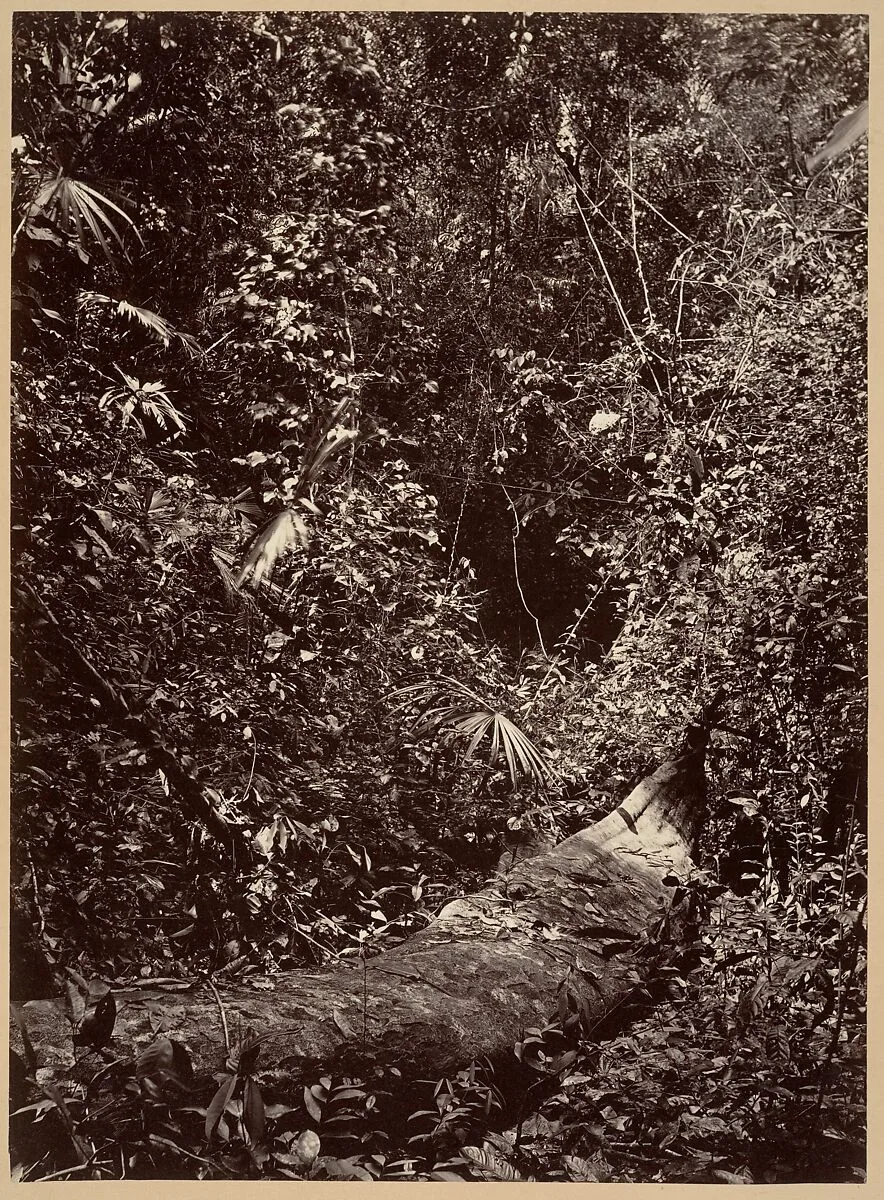 Tropical Scenery, Tropical Forest — John Moran