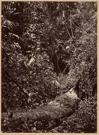 Tropical Scenery, Tropical Forest