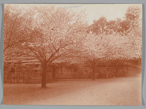 [Grove of Cherry Trees]