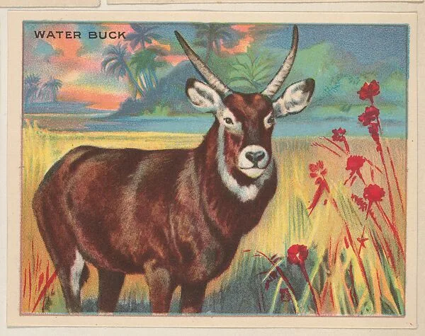 Water Buck, collector card from the Animals series (D9), issued by the Weber Baking Company to promote Onist Milk and Pullman Bread — Weber Baking Company