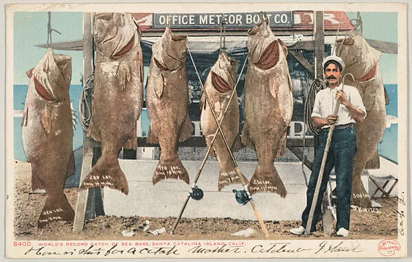 World's Record Catch of Sea Bass, Santa Catalina Island, California, No. 8400 — Detroit Publishing Company