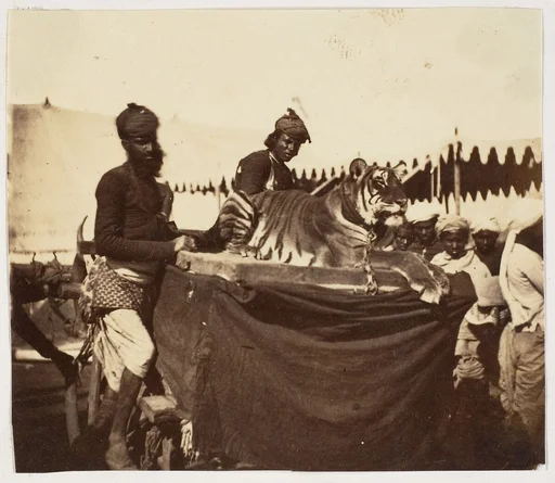 [Tigers Presented to the Countess Canning at Agra]